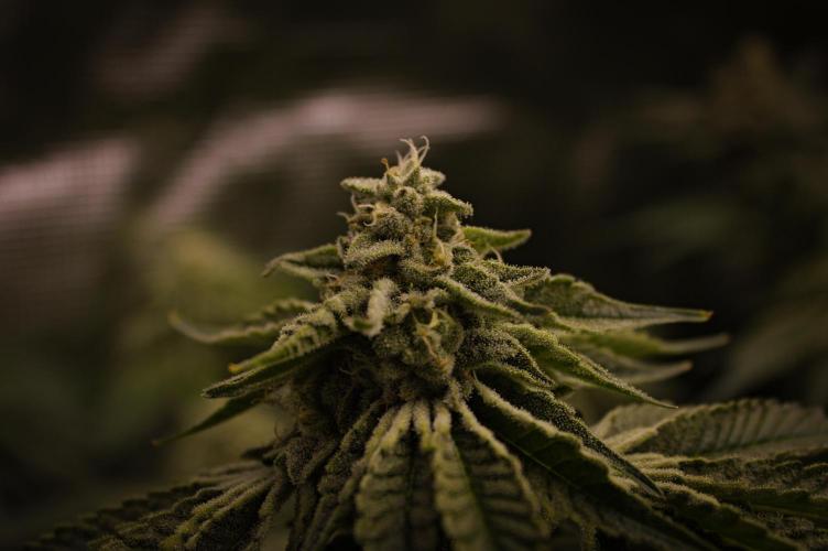 Frozen Nectar HappyPlant420 NFT. Week 12 - Day 42
