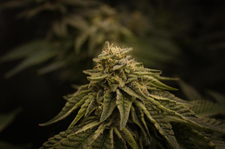 Frozen Nectar HappyPlant420 NFT. Week 12 - Day 42