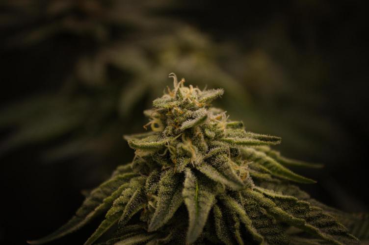 Frozen Nectar HappyPlant420 NFT. Week 12 - Day 42