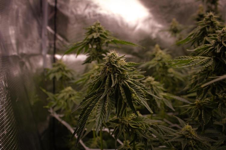 Frozen Nectar HappyPlant420 NFT. Week 12