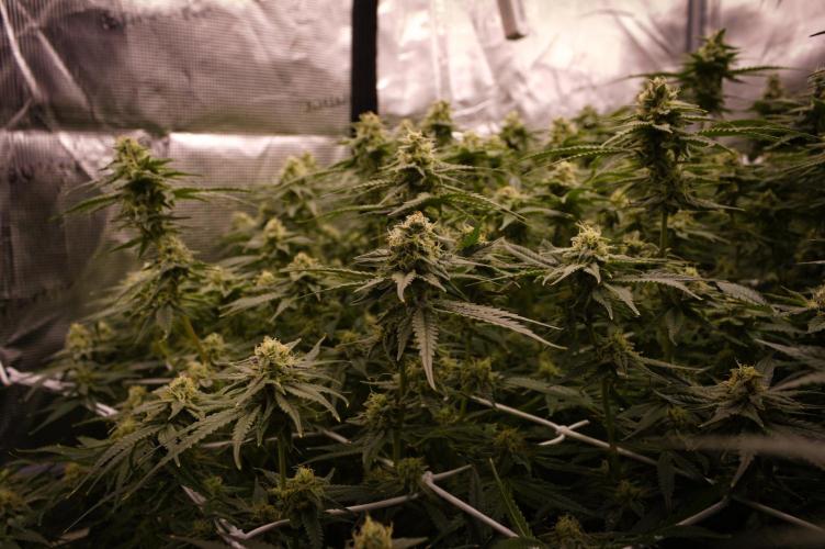 Durian Pie HappyPlant420 NFT. Week 12 - Day 42