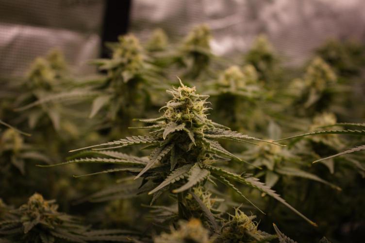 Durian Pie HappyPlant420 NFT. Week 12 - Day 42