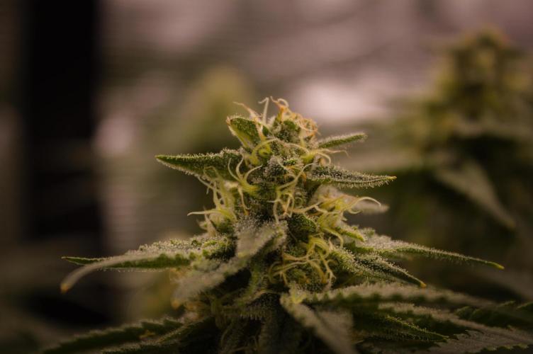 Durian Pie HappyPlant420 NFT. Week 12 - Day 42 