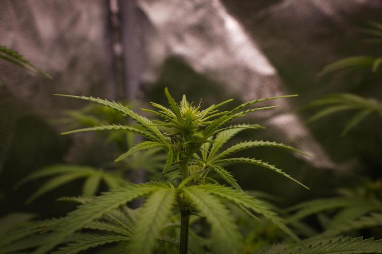 Sour Fruit Tartare Dutch Passion SOIL. Week 9 - Day 7