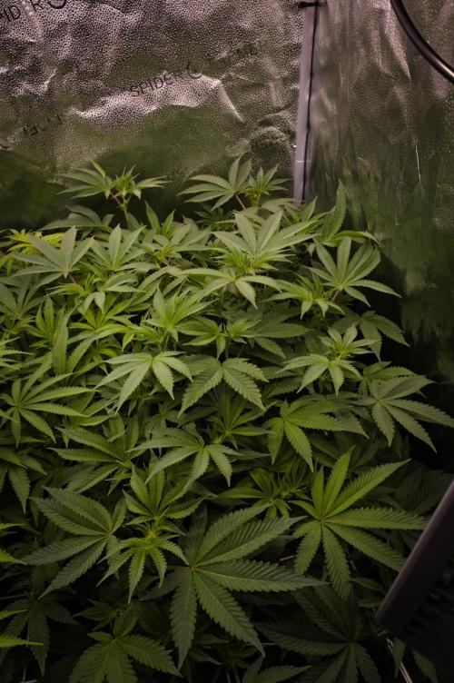 Grow Tent 3x3x6 (90cm x 90cm x 180cm). Week 9