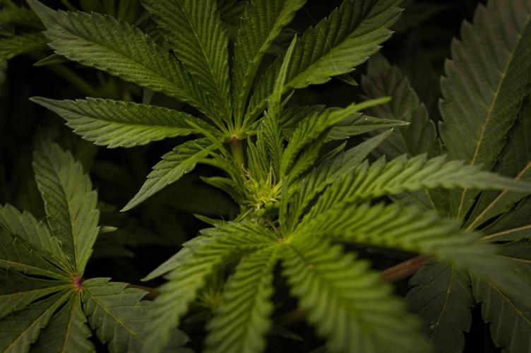 Cali Tings Wizard Trees SOIL. Week 9 - Day 7