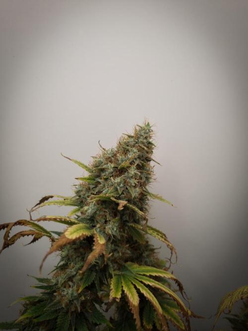 Sticky Broccoli Zamnesia SOIL. Week 14 - Harvest