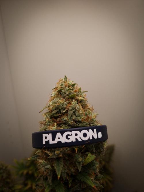 Sticky Broccoli . Week 14