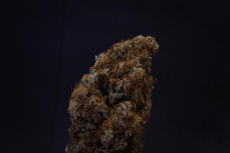 Sticky Broccoli Zamnesia SOIL. Week 14 - Dry