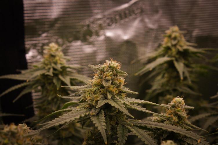 Durian Pie HappyPlant420 NFT. Week 13 - Day 49