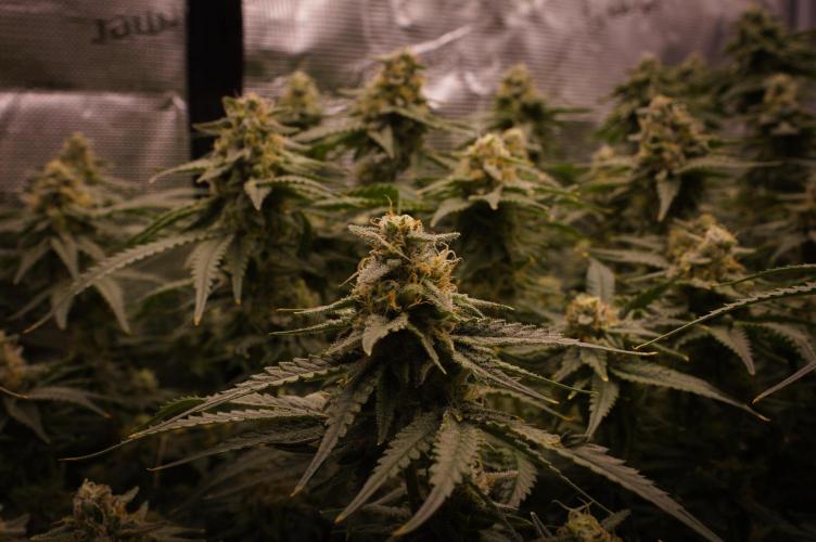 Durian Pie HappyPlant420 NFT. Week 13 - Day 49