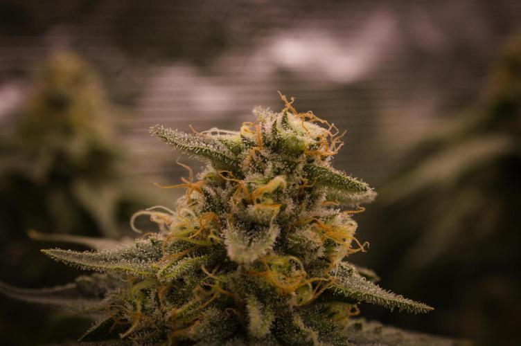 Durian Pie HappyPlant420 NFT. Week 13 - Day 49