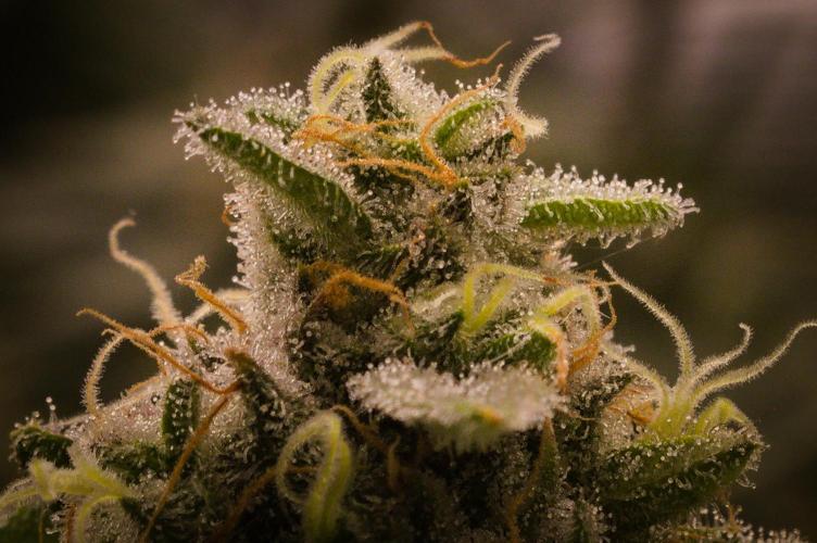 Durian Pie HappyPlant420 NFT. Week 13 - Day 49