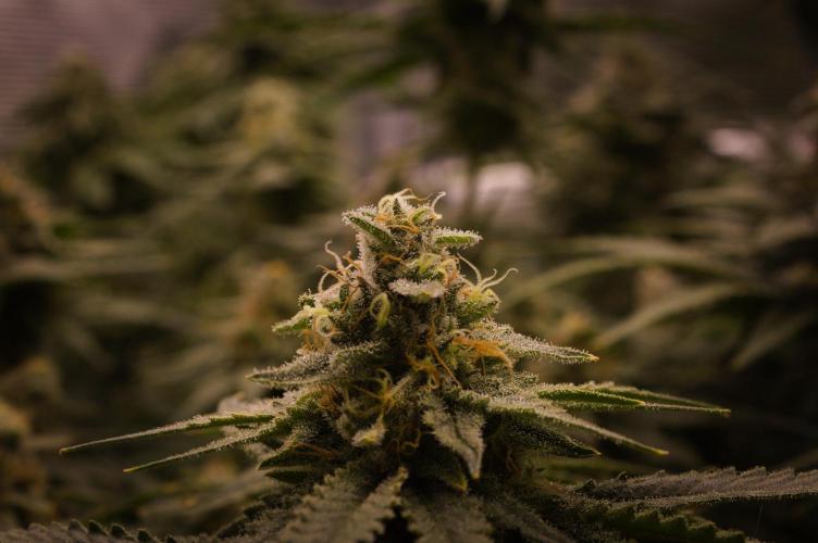 Durian Pie HappyPlant420 NFT. Week 13 - Day 49