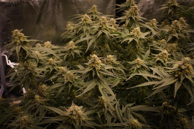 Durian Pie HappyPlant420 NFT. Week 13 - Day 49