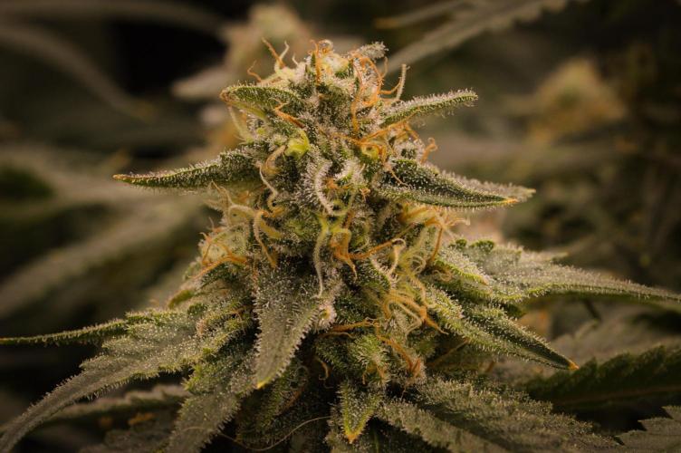 Durian Pie HappyPlant420 NFT. Week 13 - Day 49