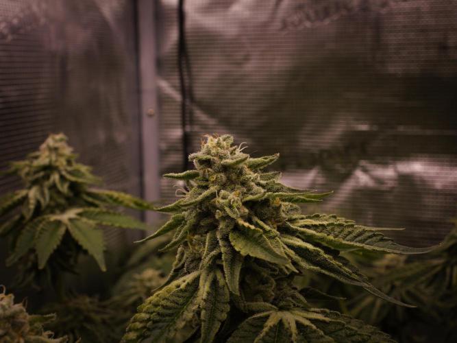 Frozen Nectar HappyPlant420 NFT. Week 13 - Day 49