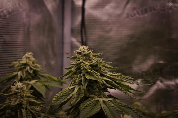 Frozen Nectar HappyPlant420 NFT. Week 13 - Day 49