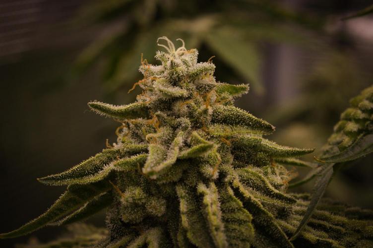 Frozen Nectar HappyPlant420 NFT. Week 13 - Day 49
