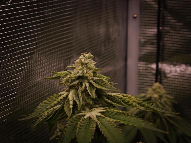 Frozen Nectar HappyPlant420 NFT. Week 13 - Day 49