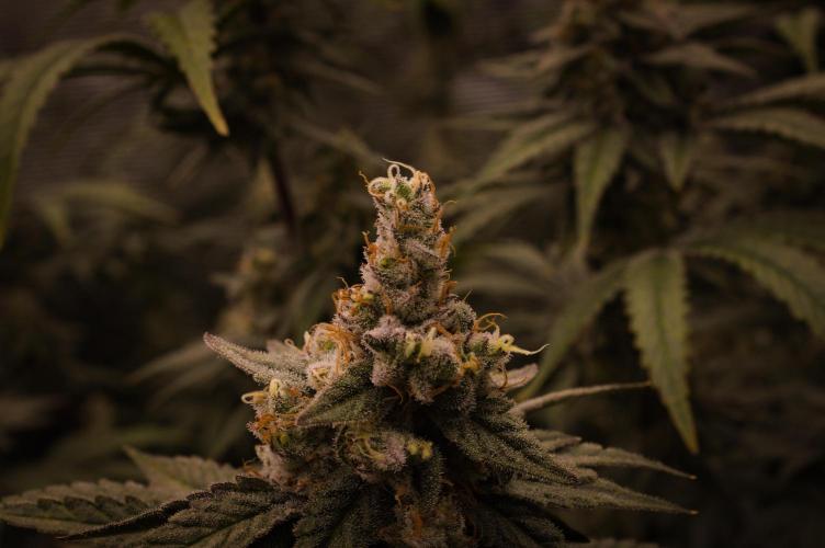 Aladdin Kush Khalifa Genetics NFT. Week 13 - Day 49