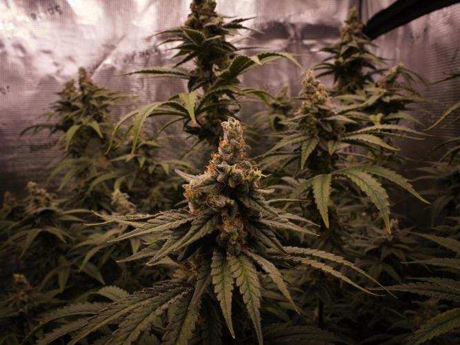 Aladdin Kush Khalifa Genetics NFT. Week 13 - Day 49