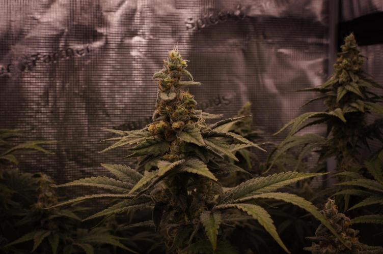 Aladdin Kush Khalifa Genetics NFT. Week 13 - Day 49
