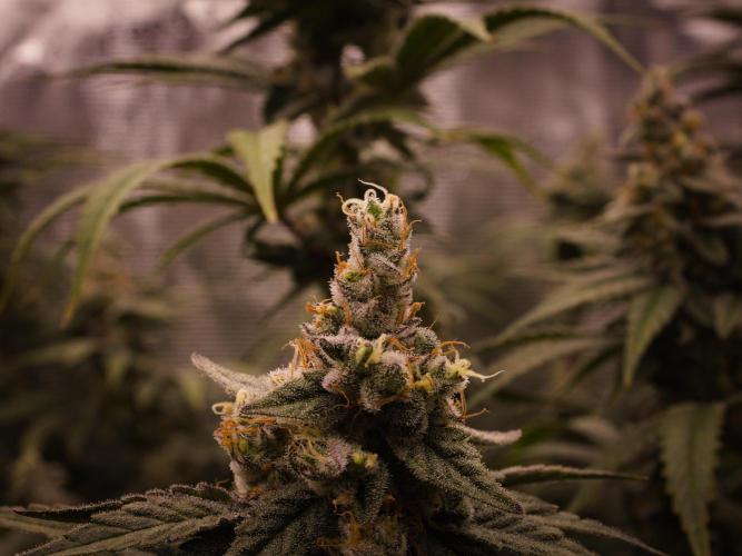 Aladdin Kush Khalifa Genetics NFT. Week 13 - Day 49