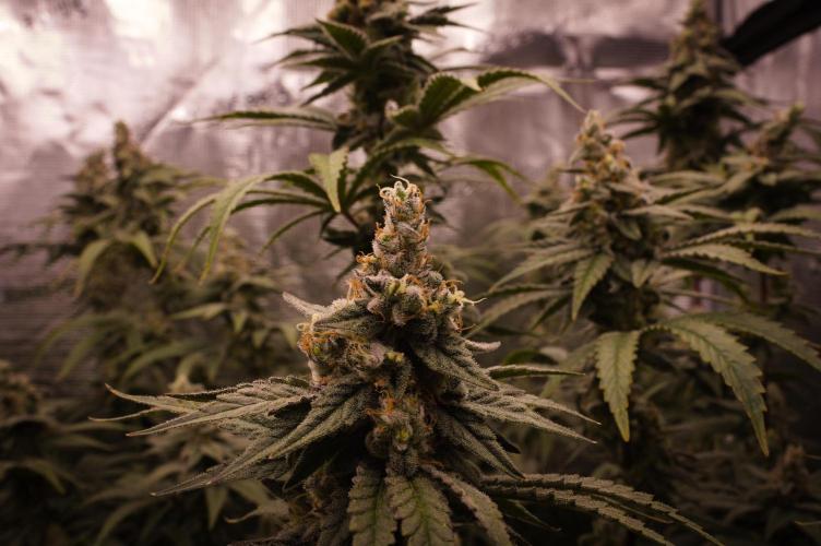 Aladdin Kush Khalifa Genetics NFT. Week 13 - Day 49