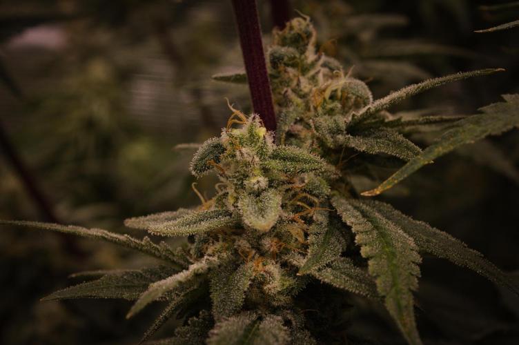 Aladdin Kush Khalifa Genetics NFT. Week 13 - Day 49