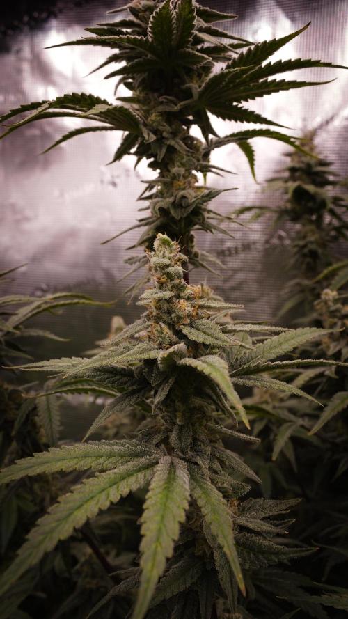 Aladdin Kush Khalifa Genetics NFT. Week 13 - Day 49