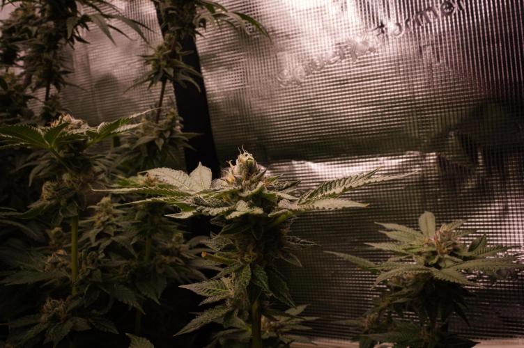 Slush Mint Cake Dutch Passion NFT. Week 13 - Day 49
