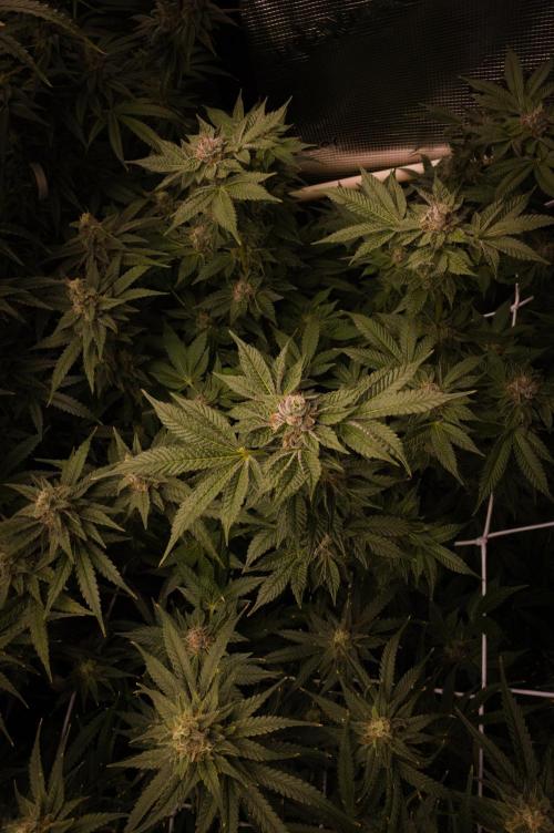 Slush Mint Cake Dutch Passion NFT. Week 13 - Day 49
