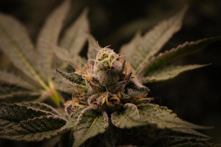 Slush Mint Cake Dutch Passion NFT. Week 13 - Day 49