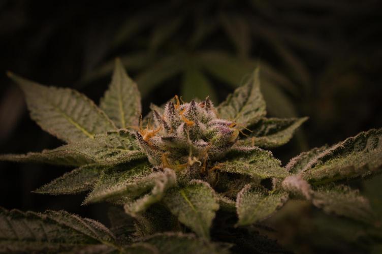 Slush Mint Cake Dutch Passion NFT. Week 13