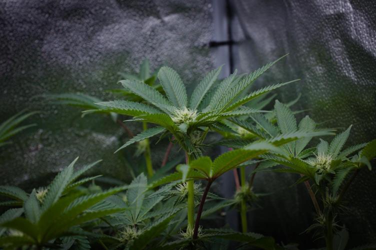 Cali Tings Wizard Trees SOIL. Week 10 - Day 14