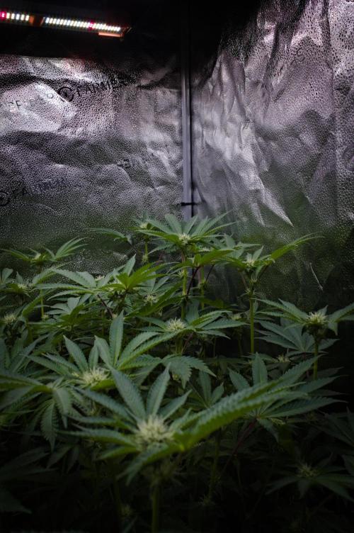 Cali Tings Wizard Trees SOIL. Week 10 - Day 14