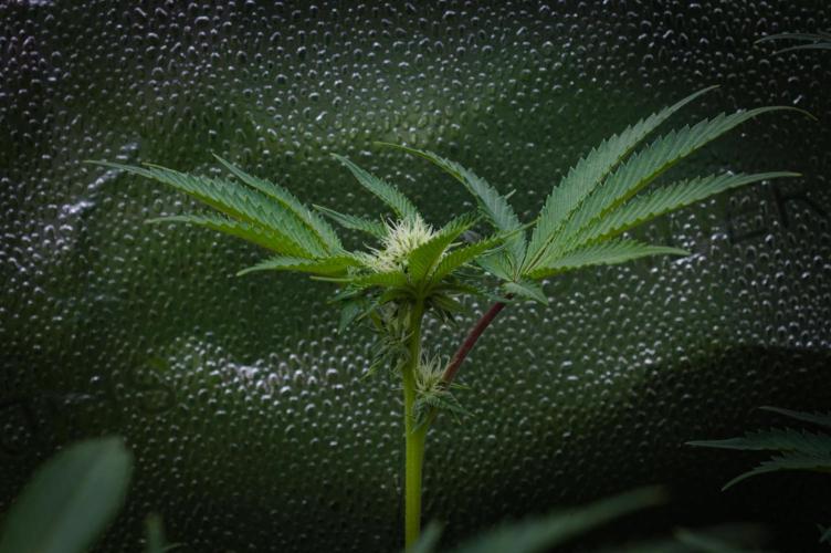 Cali Tings Wizard Trees SOIL. Week 10 - Day 14