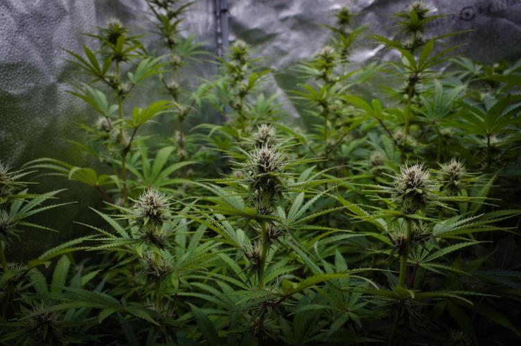 Sour Fruit Tartare Dutch Passion SOIL. Week 10 - Day 14