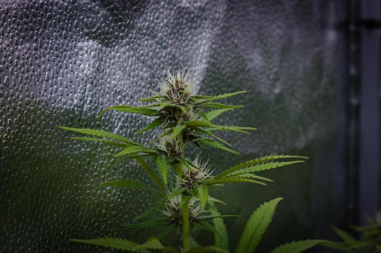 Sour Fruit Tartare Dutch Passion SOIL. Week 10 - Day 14