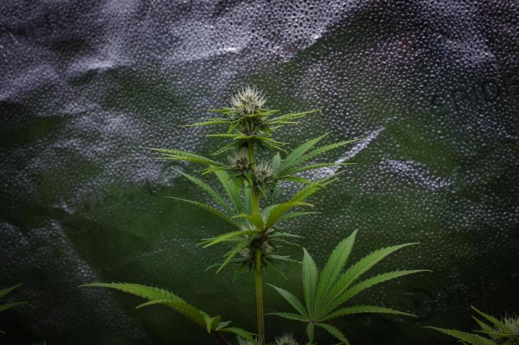 Sour Fruit Tartare Dutch Passion SOIL. Week 10 - Day 14