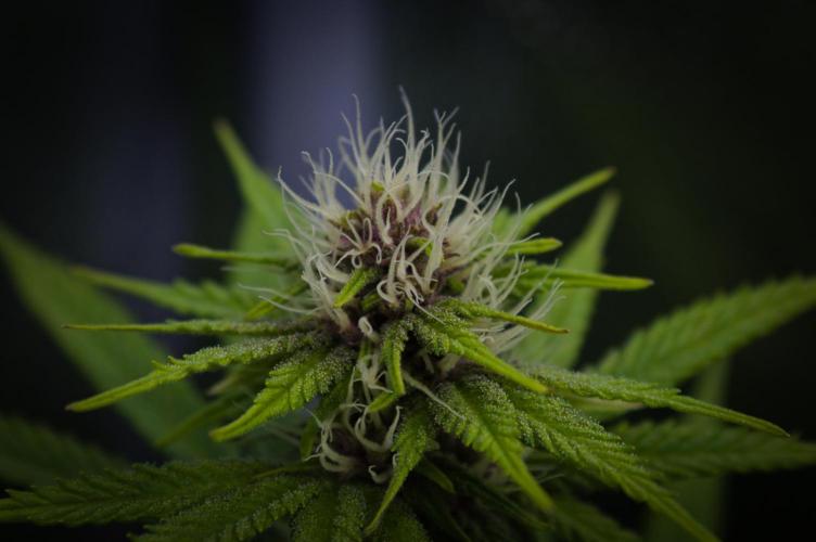 Sour Fruit Tartare Dutch Passion SOIL. Week 10 - Day 14