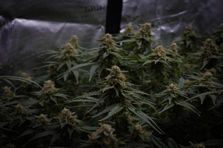 Durian Pie HappyPlant420 NFT. Week 14 - Day 56