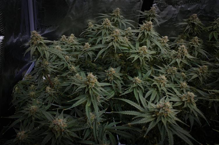 Durian Pie HappyPlant420 NFT. Week 14 - Day 56
