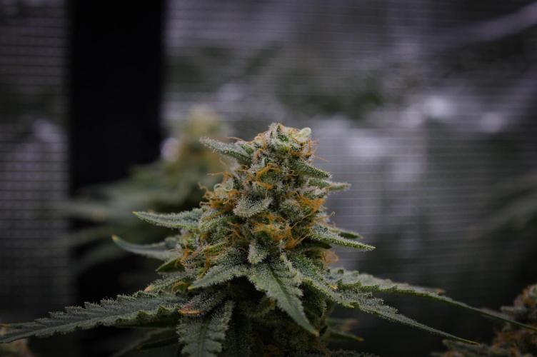 Durian Pie HappyPlant420 NFT. Week 14 - Day 56