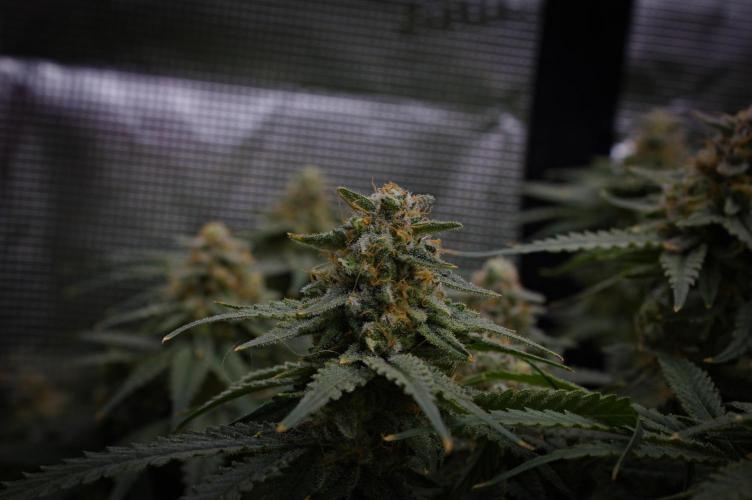 Durian Pie HappyPlant420 NFT. Week 14 - Day 56