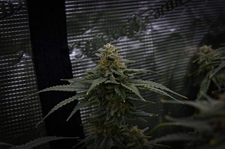 Durian Pie HappyPlant420 NFT. Week 14 - Day 56