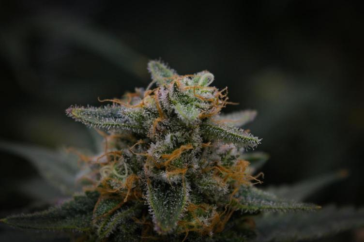 Durian Pie HappyPlant420 NFT. Week 14 - Day 56