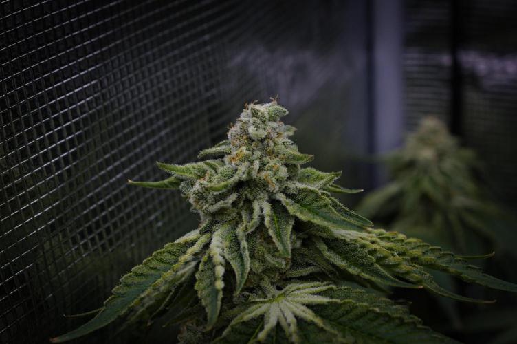 Frozen Nectar. Week 14