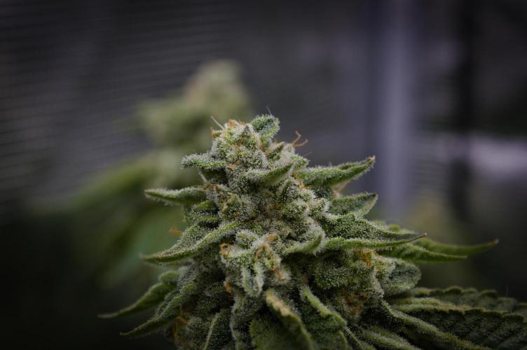 Frozen Nectar HappyPlant420 NFT. Week 14 - Day 56